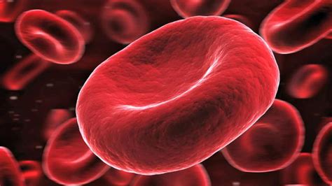 fungsi sel darah merah