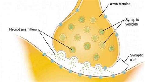 fungsi sinapsis | sel trong Ting Vit dch Ting Indonesia
