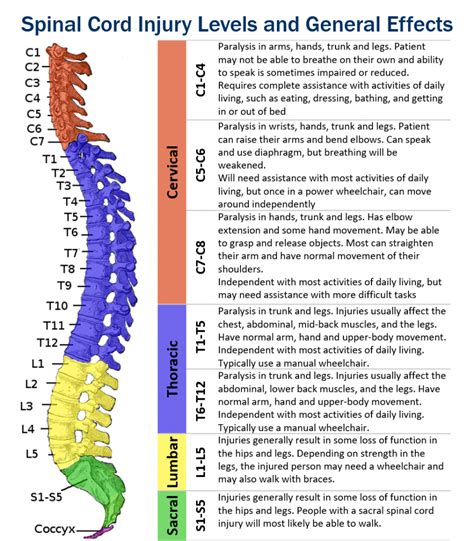 fungsi spinal cord