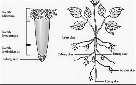 fungsi tudung akar pada tumbuhan adalah