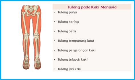 fungsi tulang kering
