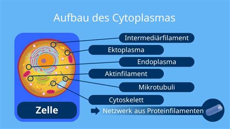 Funktion Des Zellplasma