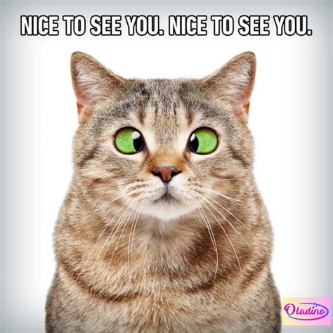 Funny Cat Images