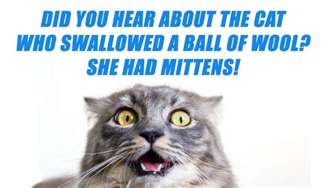Funny Cat Jokes