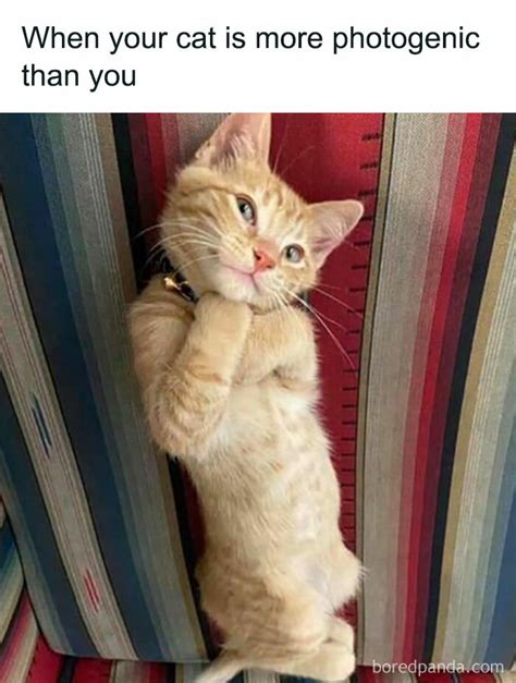Funny Cat Meme