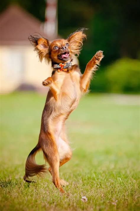 funny dancing dog