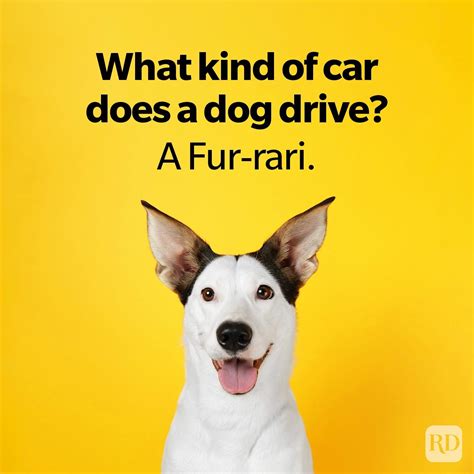 Funny Dog Jokes