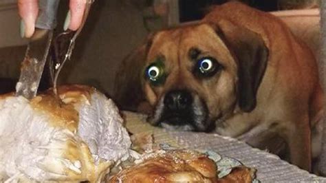 Funny Dogs Prepare Yourself To Cry With Laughter Videos Of Dogs - Videos Of Dogs