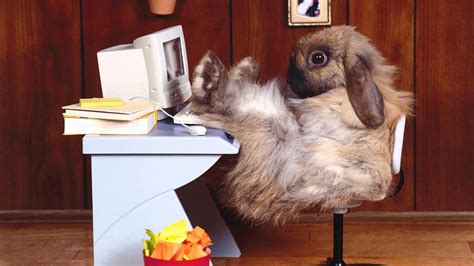Funny Funny Bunny