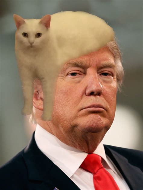 Funny Photoshop Cat