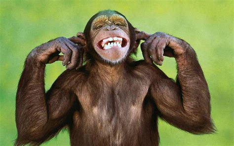 Funny Pictures Of A Monkey