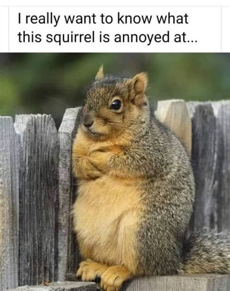 Funny Squirrels With Captions