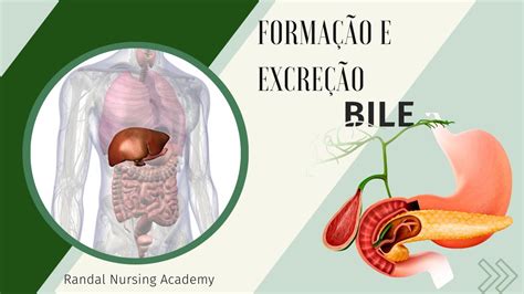 Função Da Bile