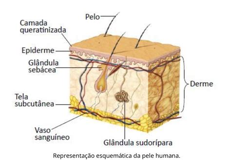Função Da Pele