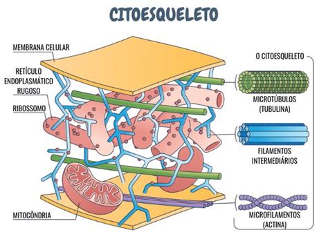 Função Do Citoesqueleto