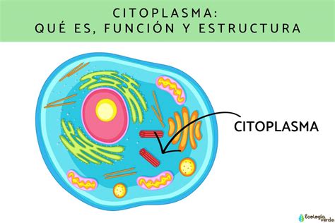 Função Do Citoplasma