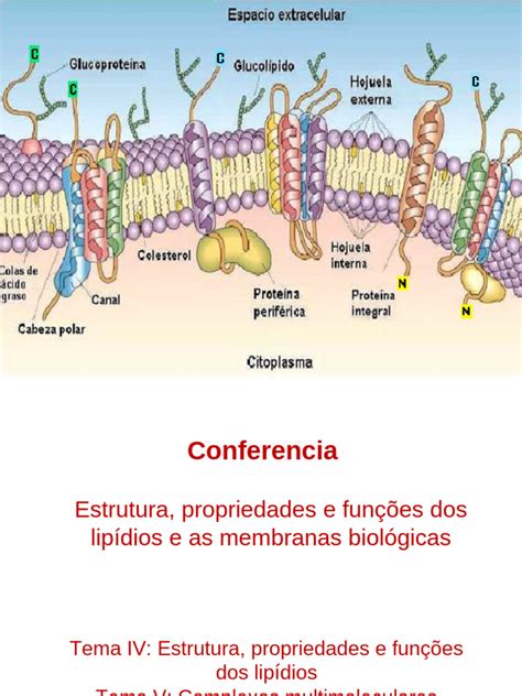 Função Dos Lipidios