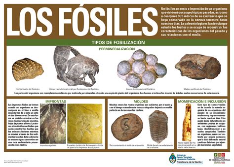 fósiles - quantos mundial tem o flamengo