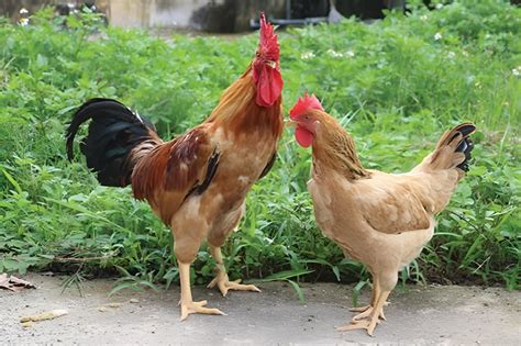 gà | Tng hp cc mn n lm t