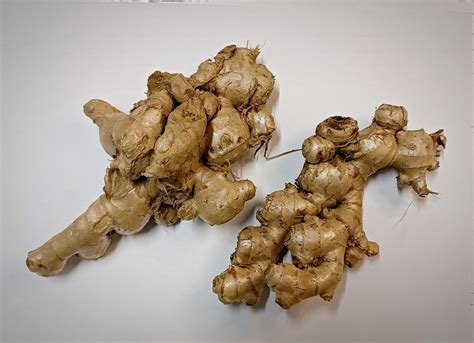 gừng | Li ch sc khe ca vic dng