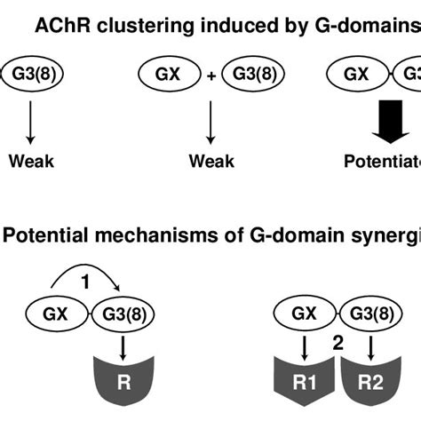 G Domain