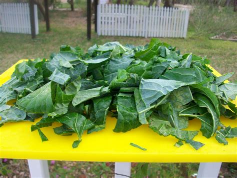 g strings and collard greens