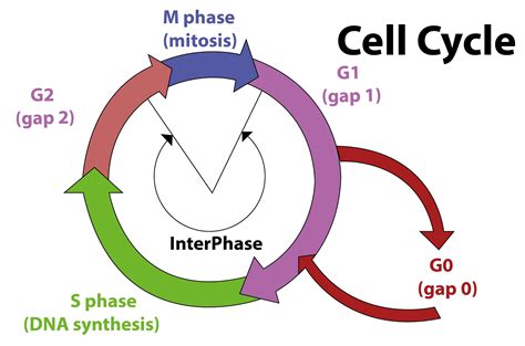 G0 Cell Cycle
