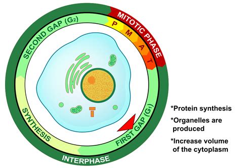 G1 Phase In Interphase