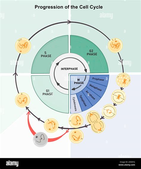 G2 Cell Cycle Phase