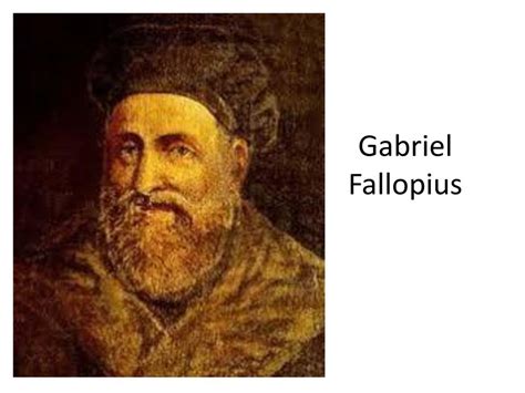gabriele fallopius discoveries in science