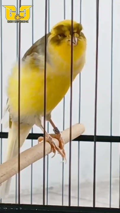 gacor 242 | VITAMIN ORANGE BURUNG gacor penggacor Shopee pasti