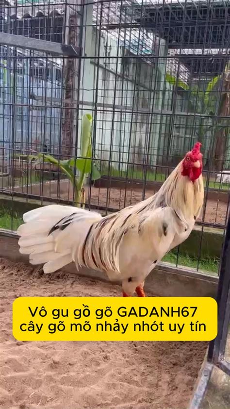 gadanh67 | GADANH67 Myclip
