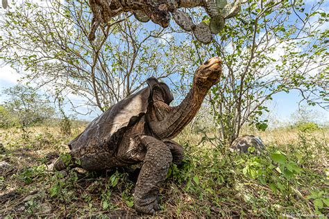 Galapagos Biodiversity