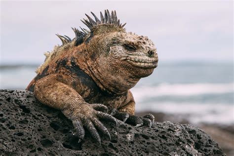 Galapagos Islands
