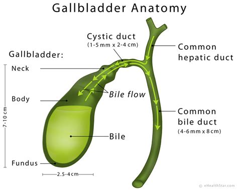 gall bladder 뜻