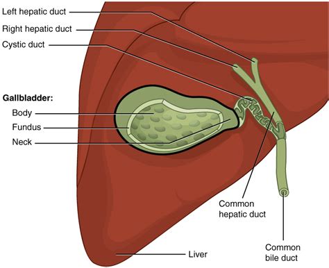 gallbladder 뜻