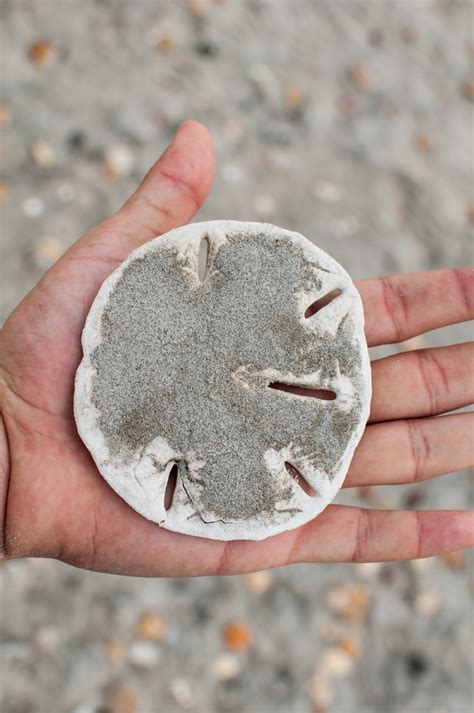 Galleta De Mar