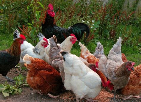 Galline