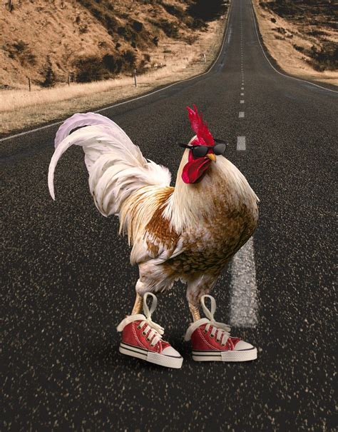 Gallo Con Tenis