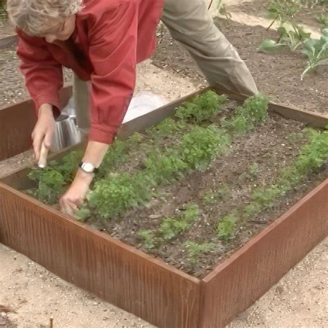 gallra tallplantering