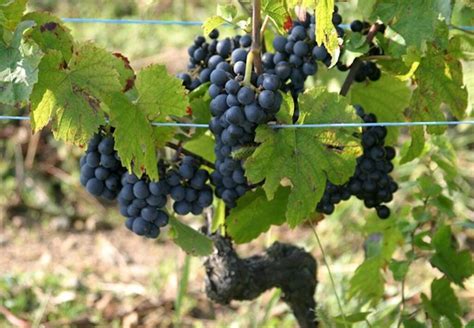 gamay noir a jus blanc