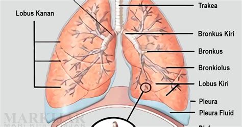 gambar anatomi paru paru