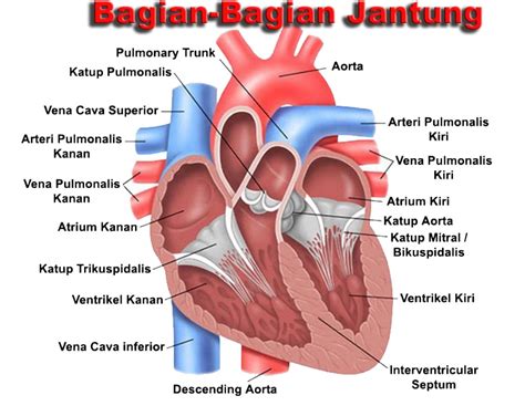 gambar bagian bagian jantung dan fungsinya