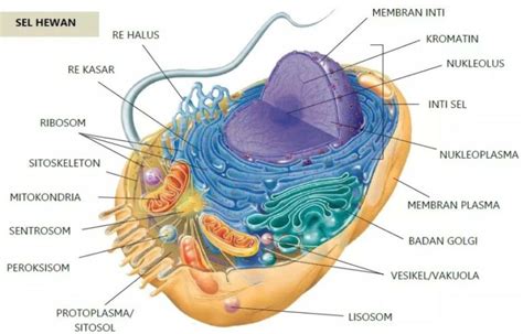 gambar bagian bagian sel