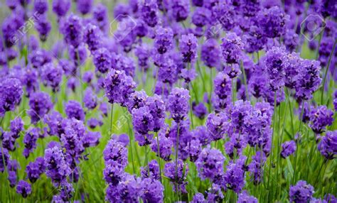 Gambar Bunga Lavender Yang Sangat Indah Kumpulan Gambar Warna Lavender - Warna Lavender