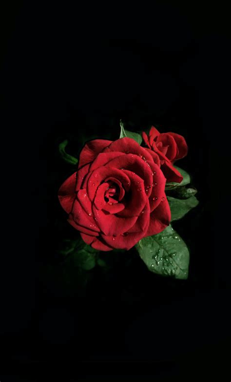 gambar bunga mawar hitam