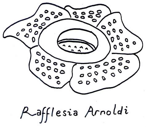 gambar bunga raflesia hitam putih