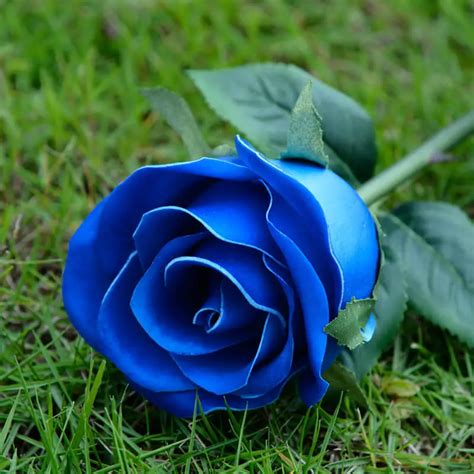 gambar bunga ros biru games