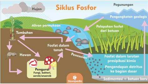 Gambar Daur Fosfor