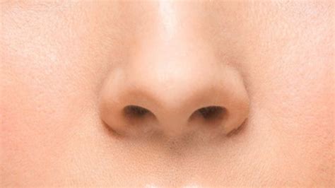 gambar hidung